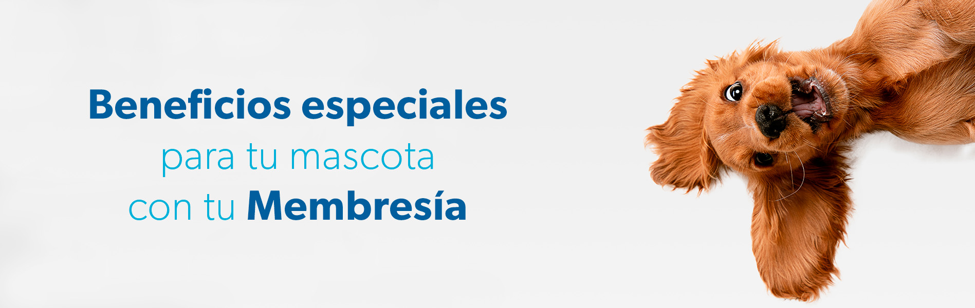 Sam's Club samsclub samsbenefits hazte socio cine viajes hot deals restaurantes educacion ropa accesorio mascotas salud entretenimiento fitness puntos